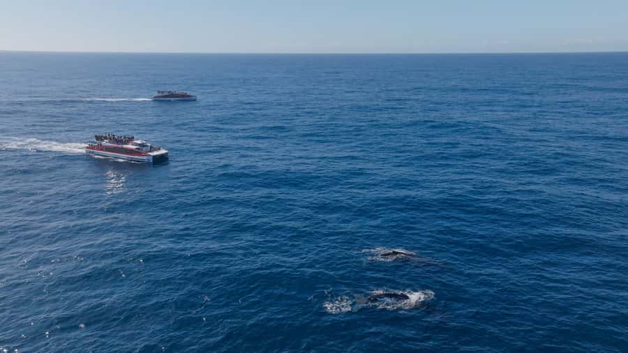 Sydney: Whale Watching & Wildlife Cruise - Practical details before you go