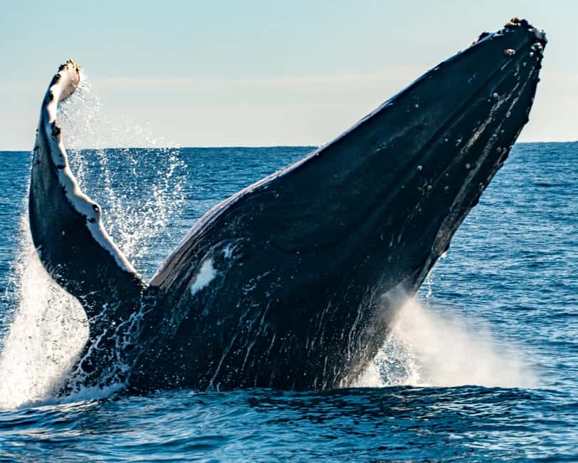 Sydney; Whale Watching - Watching the horizon near Sydney’s coastline