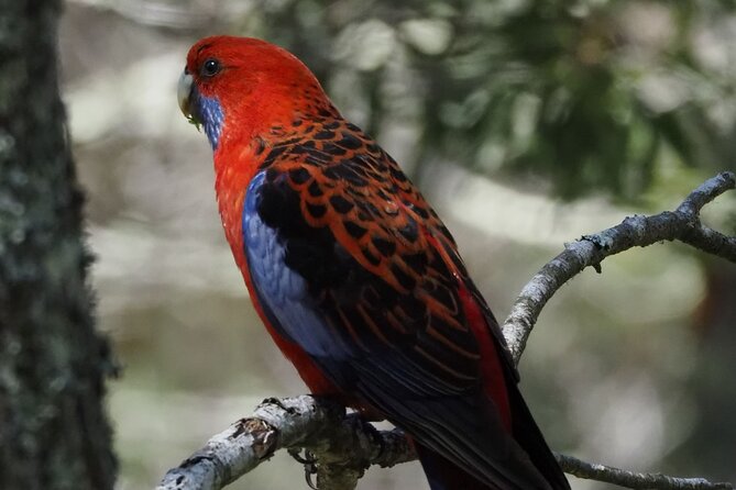 Sydney Wildlife Safari - Noon departure and the drive to Bowral
