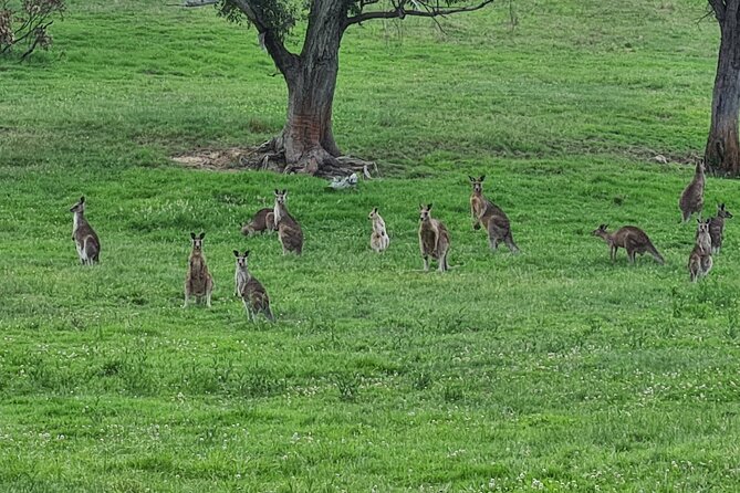 Sydney Wildlife Safari - The Great Western Wildlife Corridor in practical terms