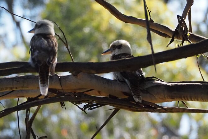 Sydney Wildlife Safari - The dusk search for a wild platypus