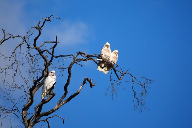 Sydney Wildlife Safari - Spotlighting wombats, possums, and Tawny Frogmouths