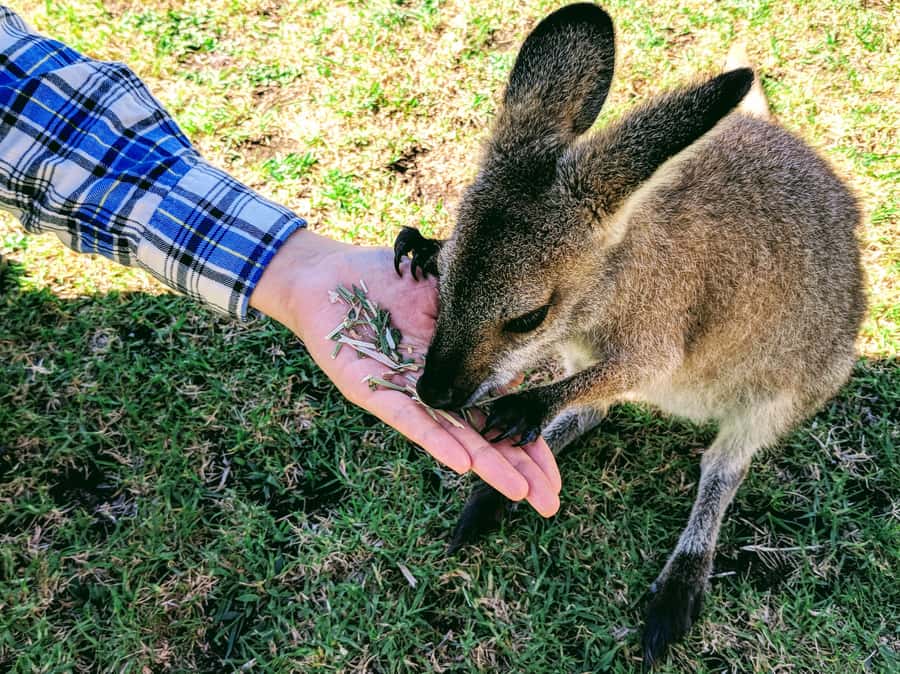 Sydney: Wildlife, Waterfalls and Wine Small Group Tour - Sea Cliff Bridge and Bulli Beach lunch