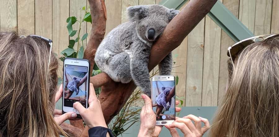 Sydney: Wildlife, Waterfalls and Wine Small Group Tour - Symbio Wildlife Park and the koala encounter