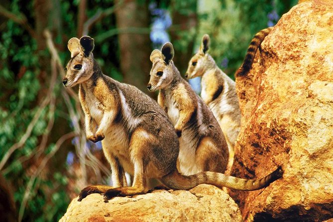 Taronga Zoo Entry & Sydney Harbour 2-Day Hop On Hop Off Cruise - Key points to know before booking