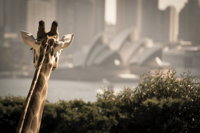 Taronga Zoo Entry & Sydney Harbour 2-Day Hop On Hop Off Cruise - Starting at Circular Quay Wharf 6