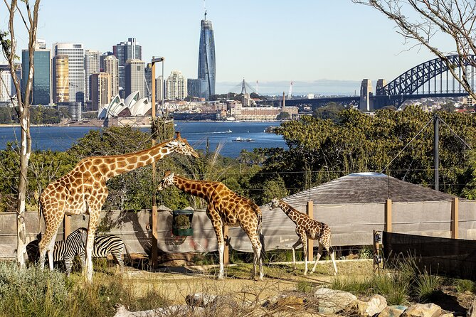 Taronga Zoo + Ferry Return Ticket - The ferry ride across Sydney Harbour