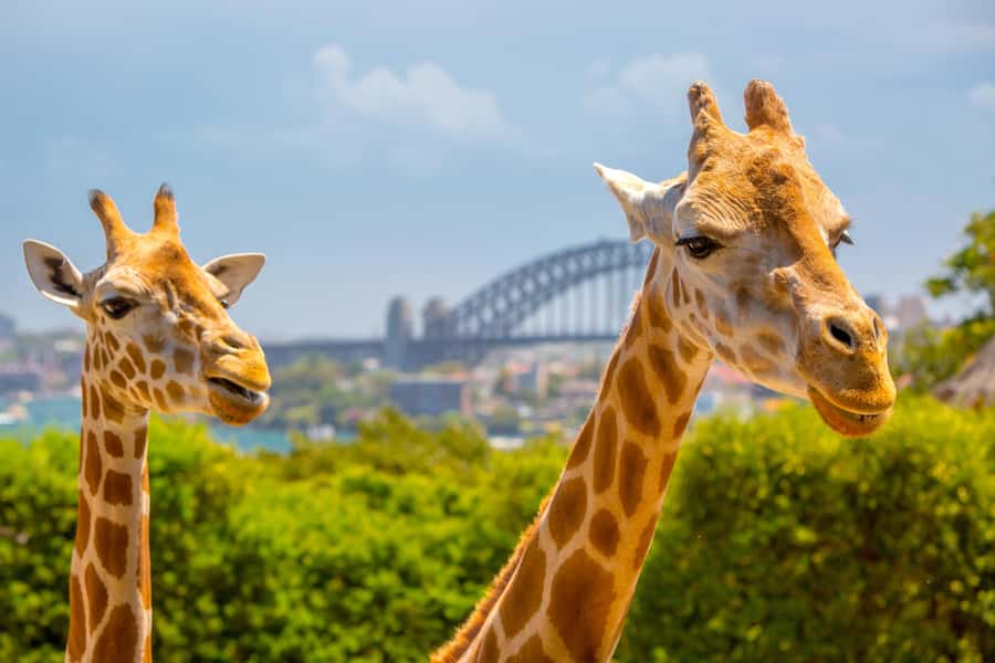 Taronga Zoo Sydney Wild Australia Experience - Key points to know before you book