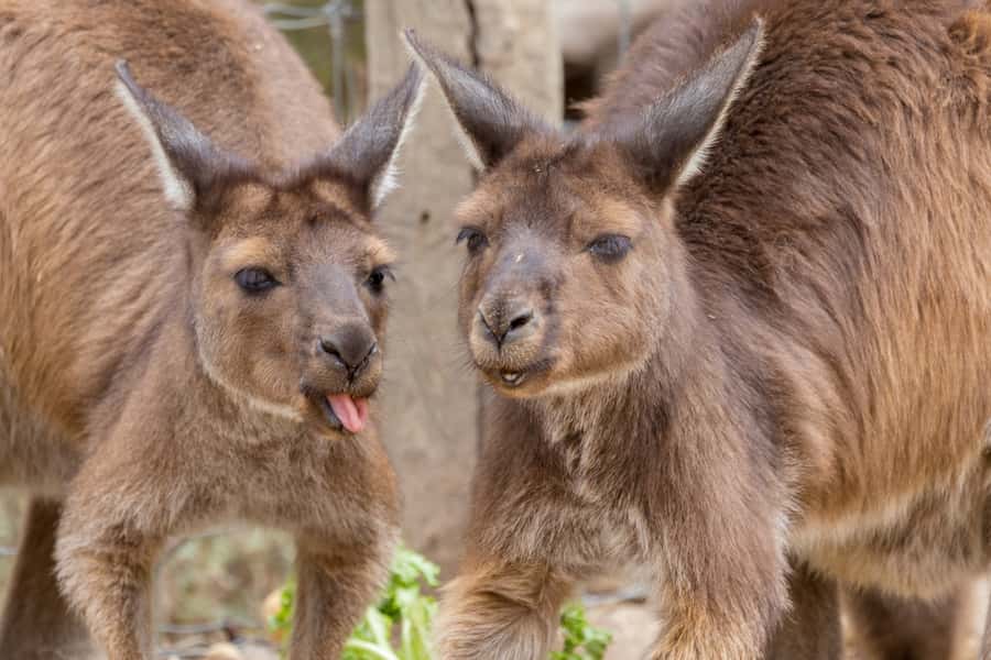 Taronga Zoo Sydney Wild Australia Experience - Australian Nightlife reveals the zoo after dark