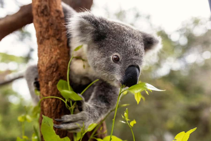 Taronga Zoo Sydney Wild Australia Experience - How much value do you get for the time and cost?