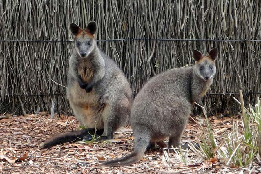 Taronga Zoo Sydney Wild Australia Experience - Practical details that can make the day easier