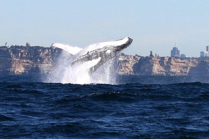 Taronga Zoo & Whale Watching Cruise Combo - Sydney Harbour - Start at Circular Quay Wharf 6