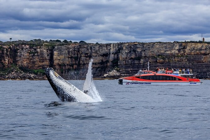 Taronga Zoo & Whale Watching Cruise Combo - Sydney Harbour - Looking for whales beyond Sydney Heads
