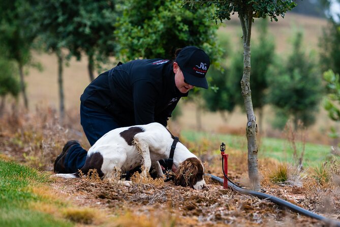 Truffle Hunt and Taste Experience in Oberon, NSW Australia - Why the dog hunt is the star of the morning