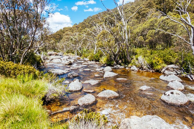 Ultimate Blue Mountains and Wildlife Tour - Leura gives you time to choose your own lunch
