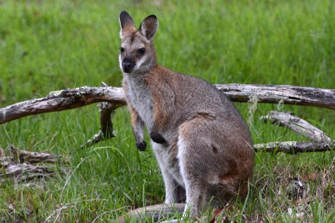 Ultimate Blue Mountains and Wildlife Tour - Wildlife watching is best approached with patience