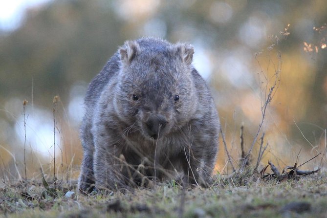 Ultimate Blue Mountains and Wildlife Tour - Is $413 good value?