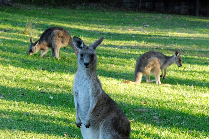 Walking with Wild Kangaroos Private Half-Day Trip from Sydney - Key points to know before you book