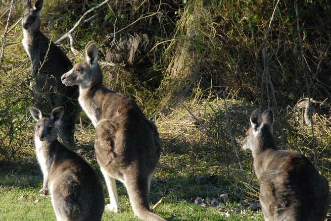 Walking with Wild Kangaroos Private Half-Day Trip from Sydney - Leaving Sydney for open country