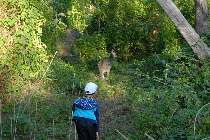 Walking with Wild Kangaroos Private Half-Day Trip from Sydney - More than kangaroos: birds along the way