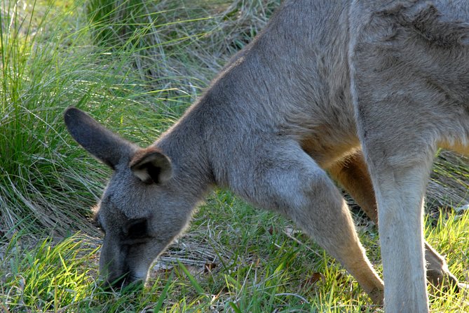 Walking with Wild Kangaroos Private Half-Day Trip from Sydney - Who will enjoy this tour most?