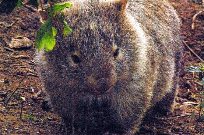 Walking with Wild Wombats Private Day Trip from Sydney - Key points at a glance