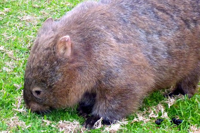 Walking with Wild Wombats Private Day Trip from Sydney - Leaving Sydney behind for a wild wombat day