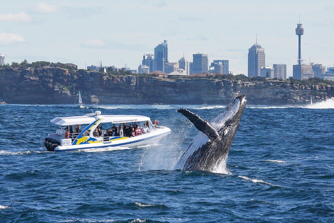 Whale Watching Adventure Cruise - From Darling Harbour to open water in 10 minutes