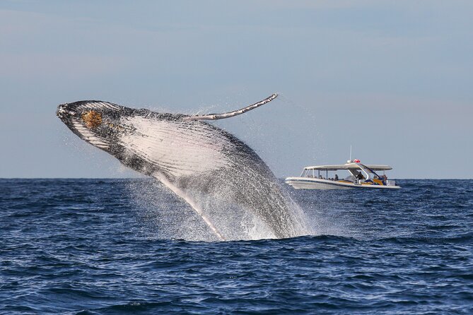 Whale Watching Adventure Cruise - What the small boat changes