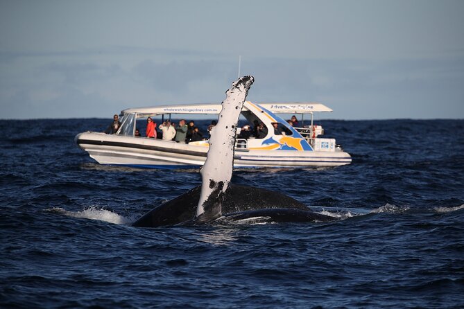 Whale Watching Adventure Cruise - Sydney views before and after the whales