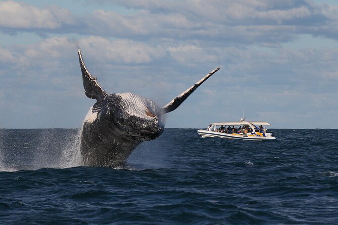 Whale Watching Adventure Cruise - Who will enjoy this cruise most?