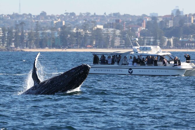 Whale Watching Boat Trip in Sydney - From Darling Harbour to Sydney’s open ocean