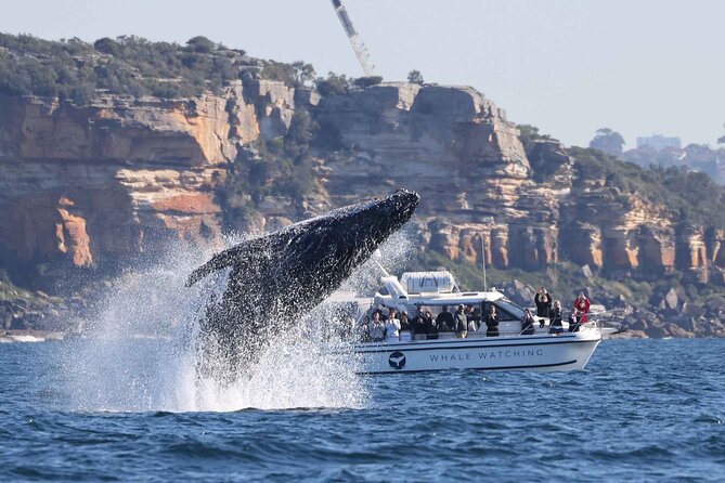Whale Watching Boat Trip in Sydney - Searching for humpback whales beyond Sydney Heads