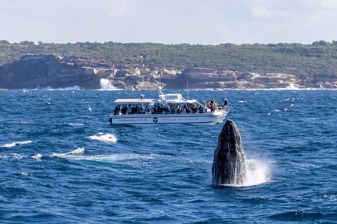 Whale Watching Boat Trip in Sydney - Mother-and-calf sightings, breaches, and dolphins