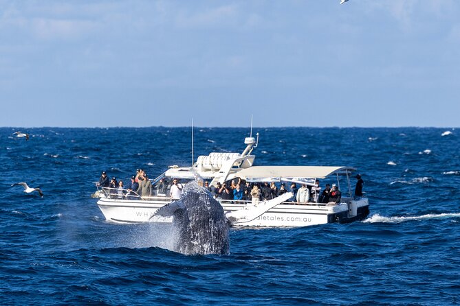 Whale Watching Boat Trip in Sydney - The boat ride: exciting, wet, and sometimes rough