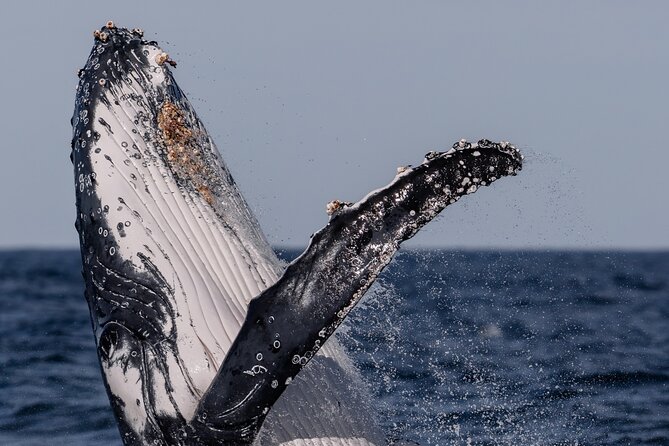 Whale Watching Boat Trip in Sydney - Morning or afternoon departure?