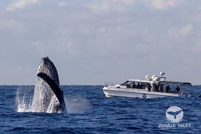Whale Watching Boat Trip in Sydney - Beneath the Harbour Bridge and past the Opera House