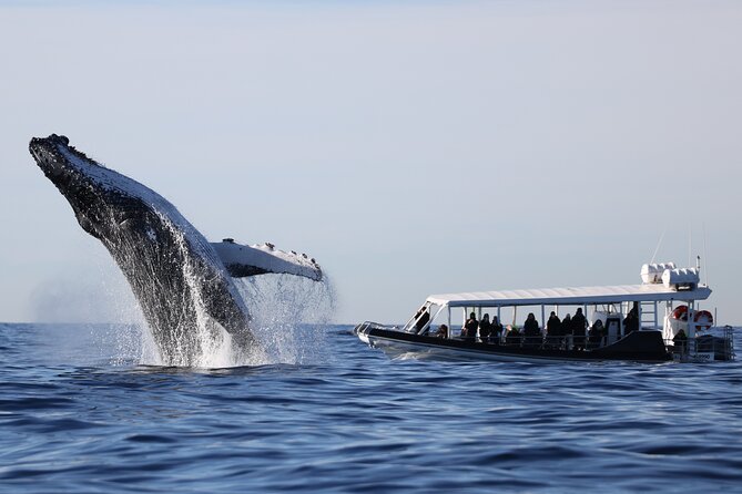 Whale Watching on Speed Boat with canopy from Sydney Harbour - From Campbell’s Cove to Sydney Harbour’s icons