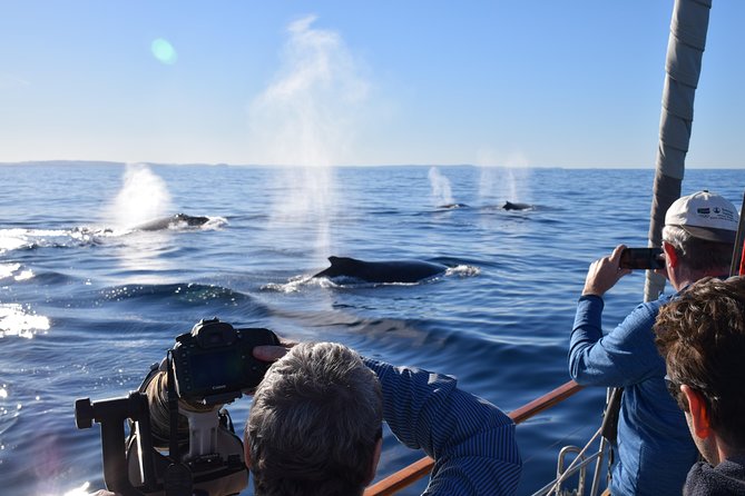 Whale Watching Sailing Experience in Sydney - Leaving Rose Bay for Sydney Harbour
