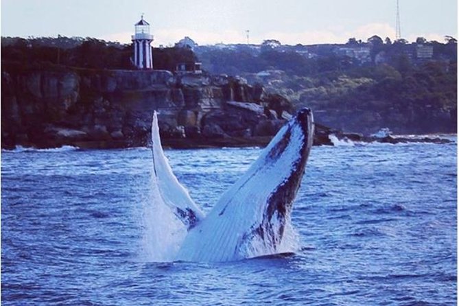 Whale Watching Sailing Experience in Sydney - Through Port Jackson and out to the Tasman Sea