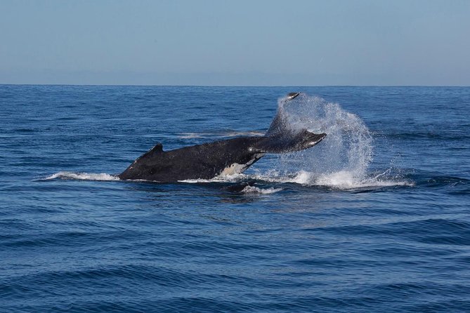 Whale Watching Sailing Experience in Sydney - Is $71.01 a fair price?