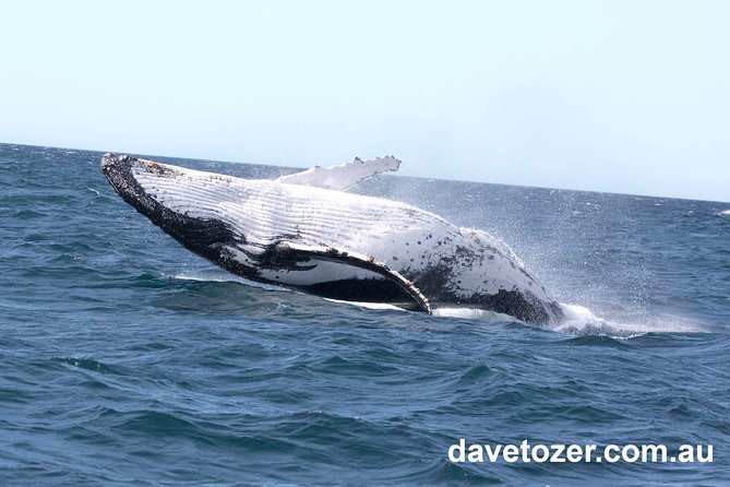 Whale Watching Sailing Experience in Sydney - Who will enjoy this sailing trip most?