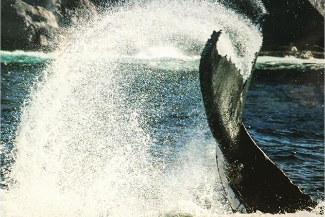 Whale Watching Sailing Experience in Sydney - Should you book the Rose Bay whale watch?