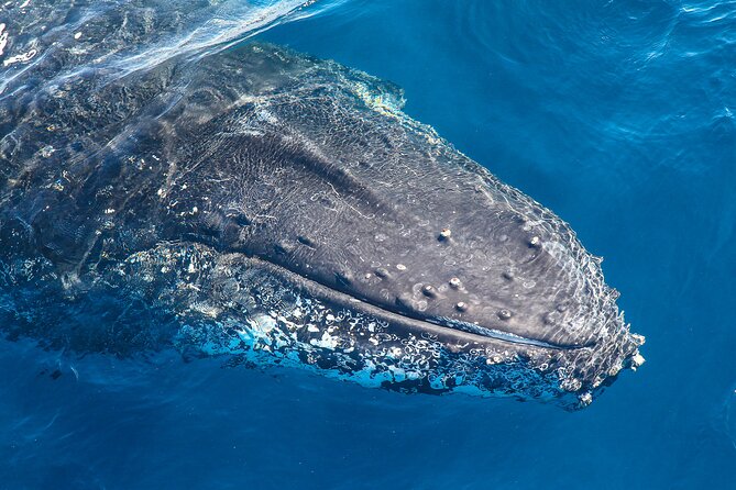 Whale Watching Sydney 2-Hour Express Cruise - Key points to know before you book