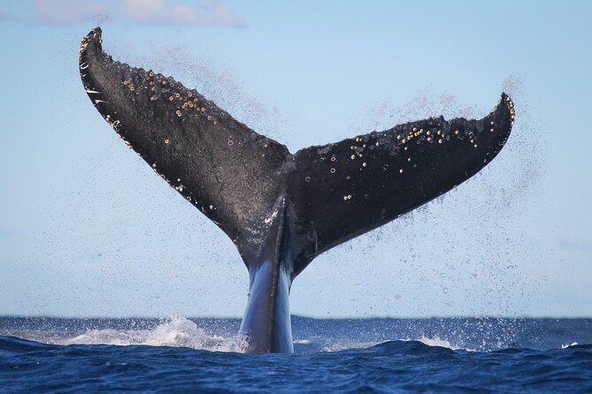Whale Watching Sydney 2-Hour Express Cruise - Leaving Circular Quay for the open ocean