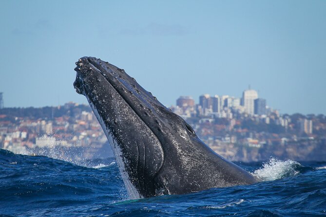 Whale Watching Sydney 2-Hour Express Cruise - The important question: how rough will the sea be?