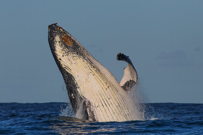 Whale Watching Sydney 2-Hour Express Cruise - Is $57.72 a fair price?