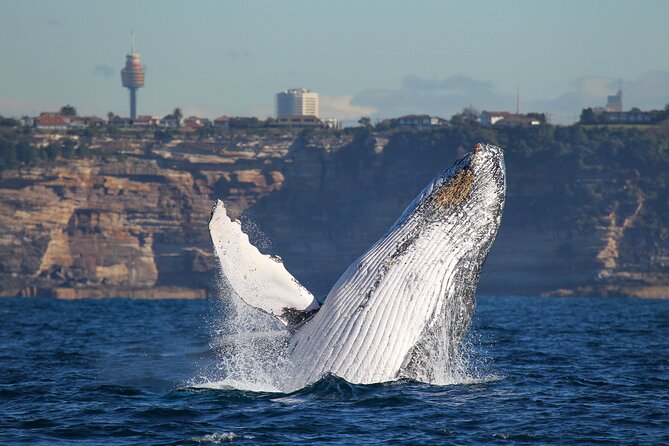 Whale Watching Sydney 2-Hour Express Cruise - Who will enjoy this cruise most?