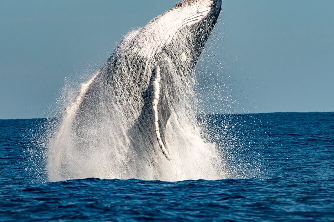 Whale Watching Sydney - Leaving King Street Wharf for the open ocean