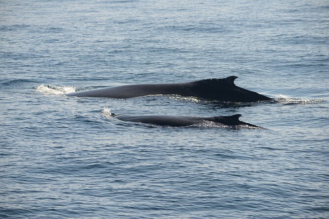 Whale Watching Sydney - The biggest question: how long will you really be out?